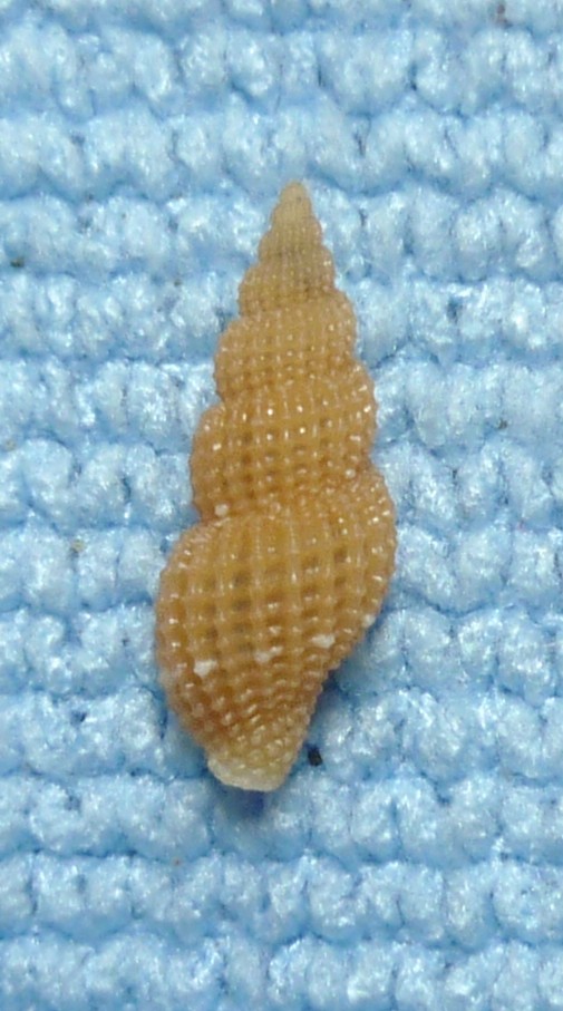 Raphitoma atropurpurea?